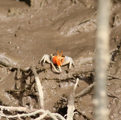 Tubuca coarctata