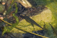 Poeciliidae