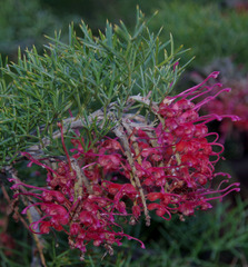 Grevillea maxwellii