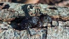 Phaeotremella foliacea