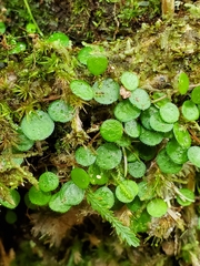 Peperomia rotundifolia