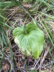 Petasites pyrenaicus