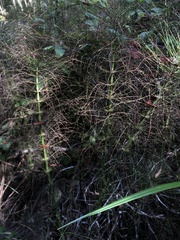 Equisetum telmateia