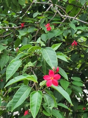 Jatropha integerrima