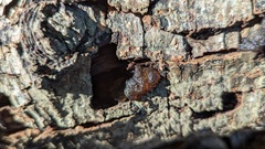 Phaeotremella foliacea