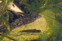 Poeciliidae