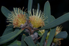 Hakea cinerea