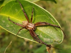 Neoscona arabesca