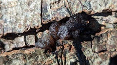 Phaeotremella foliacea