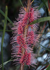 Hakea multilineata