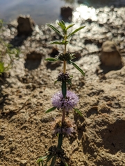 Mentha cervina