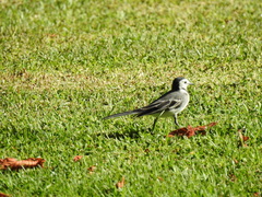 Motacilla alba