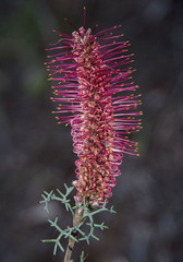 Grevillea paradoxa