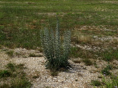 Echium italicum