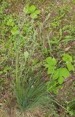 Festuca valesiaca