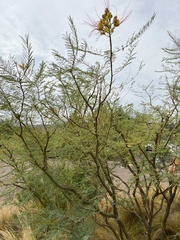 Erythrostemon gilliesii