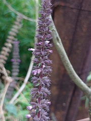 Pogostemon menthoides