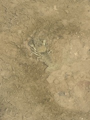 Faxonius virilis
