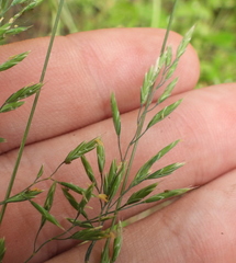 Festuca valesiaca