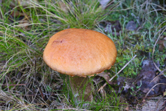 Leccinum versipelle