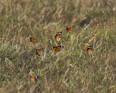 Danaus