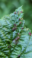 Dasineura ulmaria