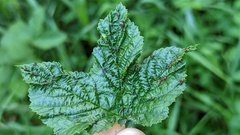 Dasineura ulmaria
