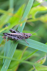 Omocestus haemorrhoidalis
