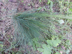 Festuca valesiaca