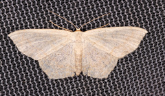 Scopula