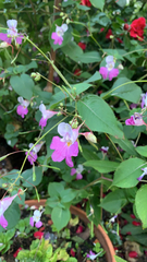 Impatiens balfourii