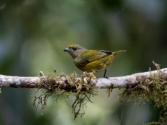 Euphonia xanthogaster