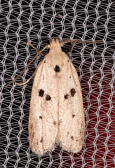 Scythropiodes issikii