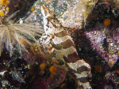Oxylebius pictus