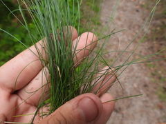 Festuca valesiaca