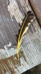 Colaptes auratus luteus