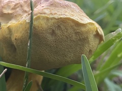 Pulchroboletus rubricitrinus