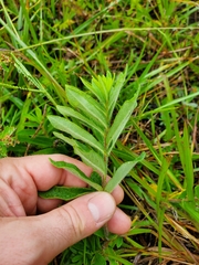Asclepias tuberosa