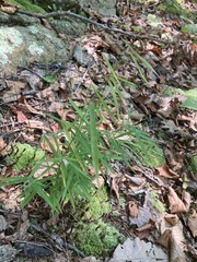 Muhlenbergia schreberi