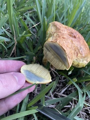 Pulchroboletus rubricitrinus