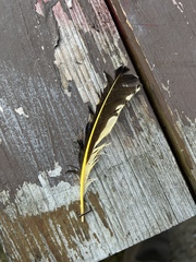 Colaptes auratus luteus