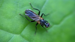 Cordilura