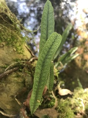 Microgramma squamulosa