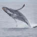 Humpback Whale - Photo (c) Donna Pomeroy, some rights reserved (CC BY-NC), uploaded by Donna Pomeroy