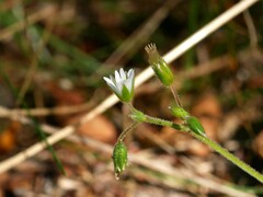 Cerastium fontanum