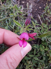 Indigofera heterophylla