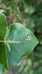 Phyllocnistis unipunctella