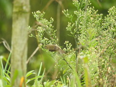 Sporophila