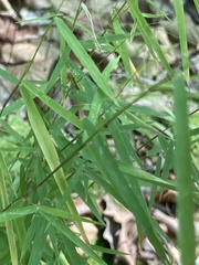 Muhlenbergia schreberi