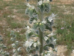 Echium italicum